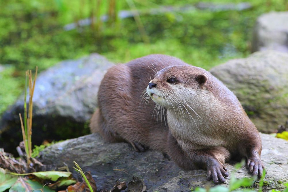 beautiful river otter