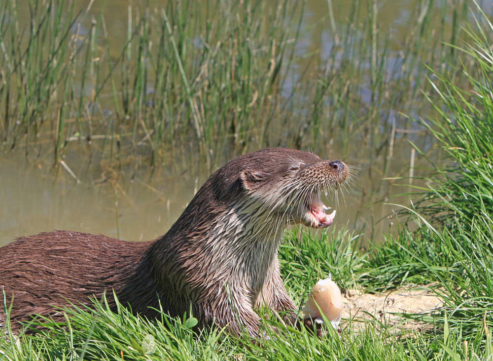 beaver dam and lodge