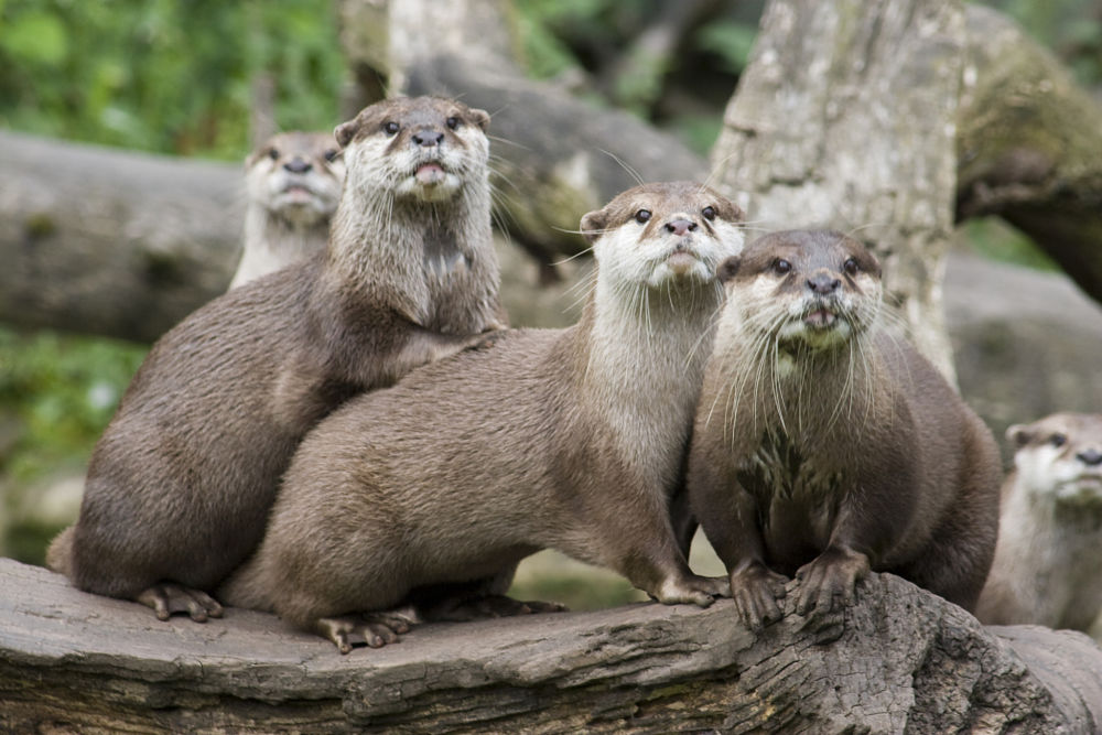 river otters