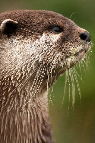 Otter Portrait