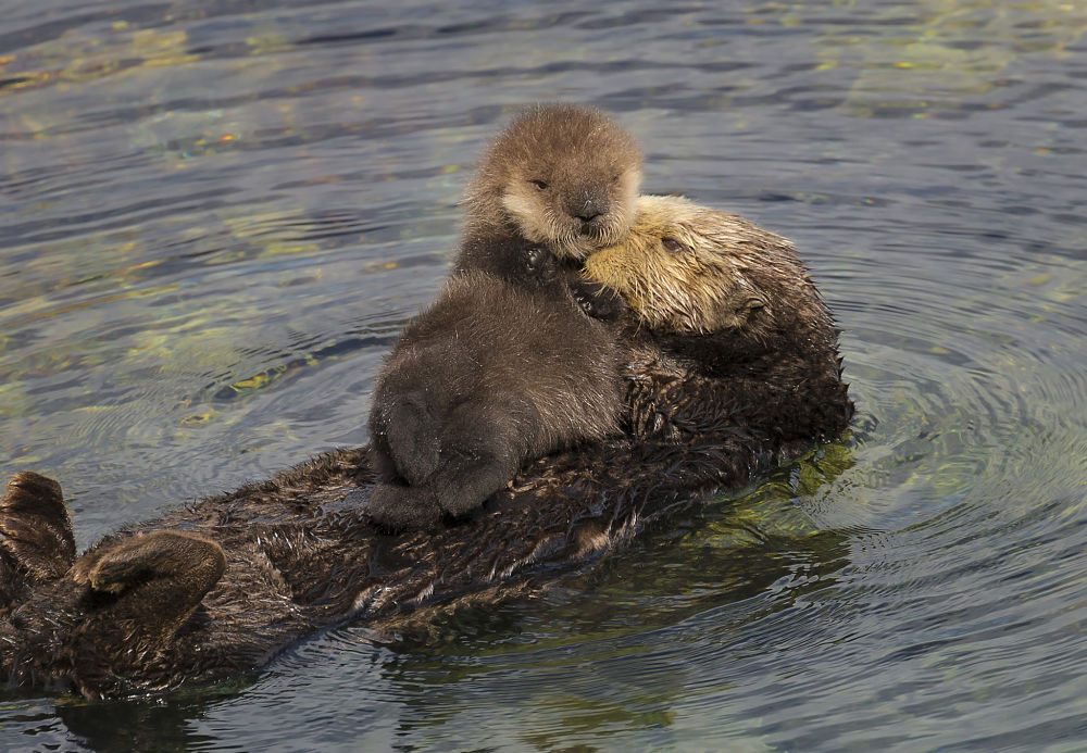 sea otter pup