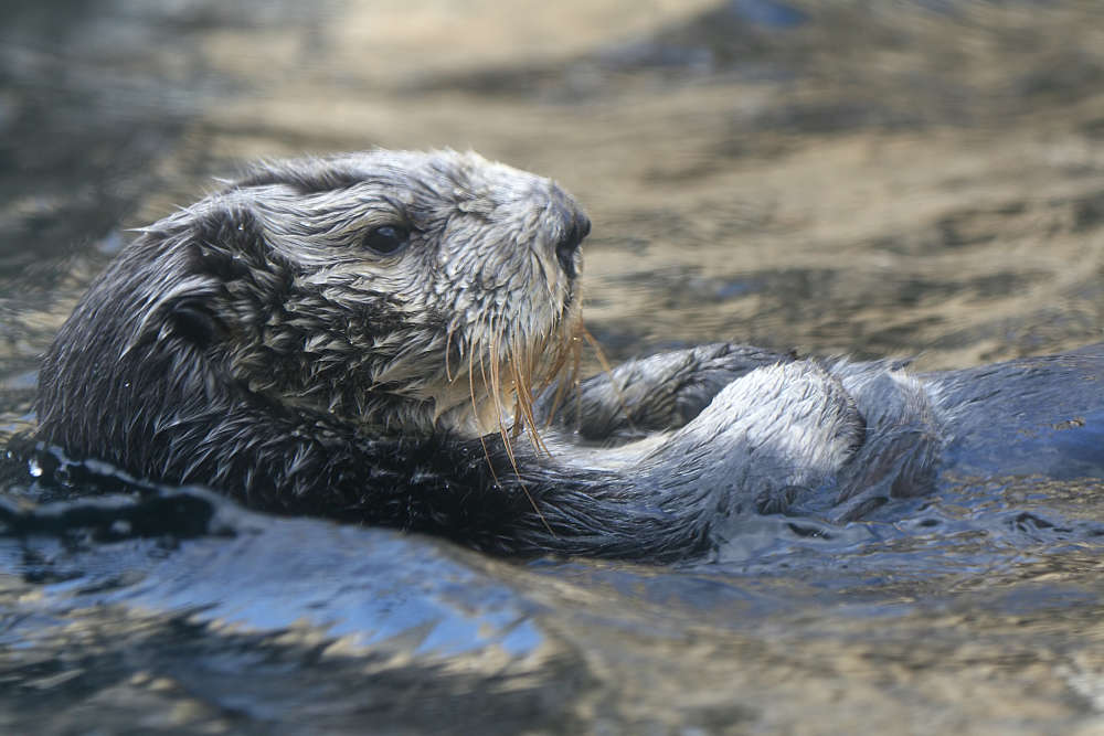 sea otter