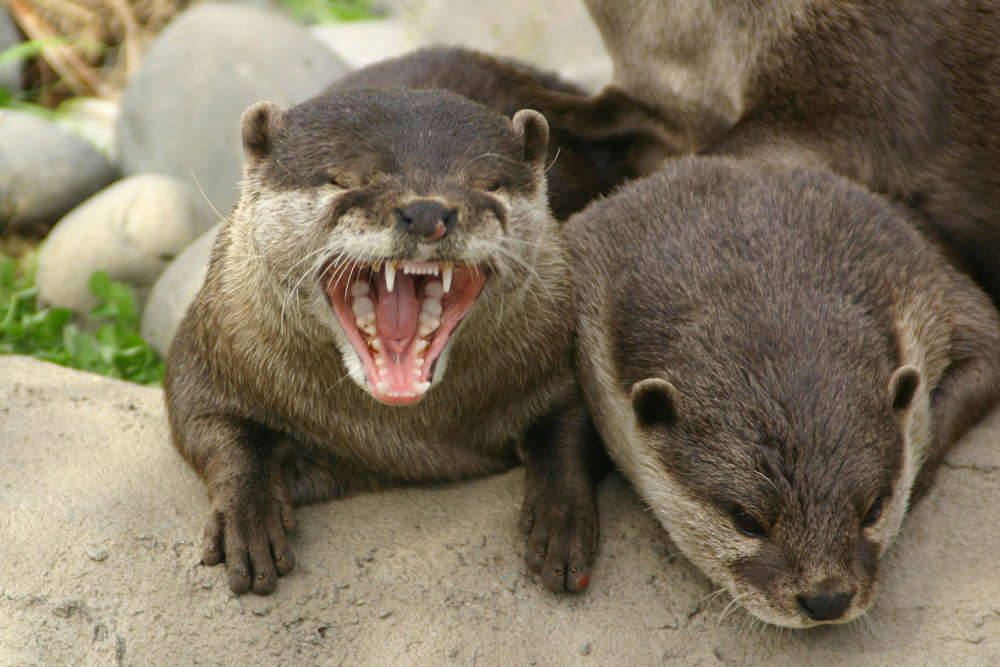 river otter pair