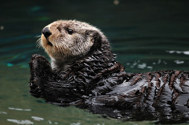 sweet sea otter