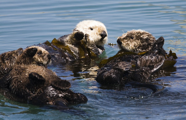 otter raft