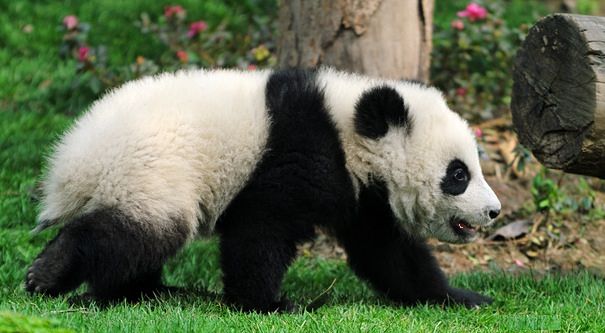 panda baby