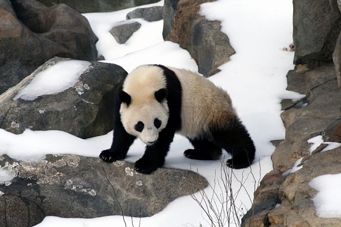 panda in the snow