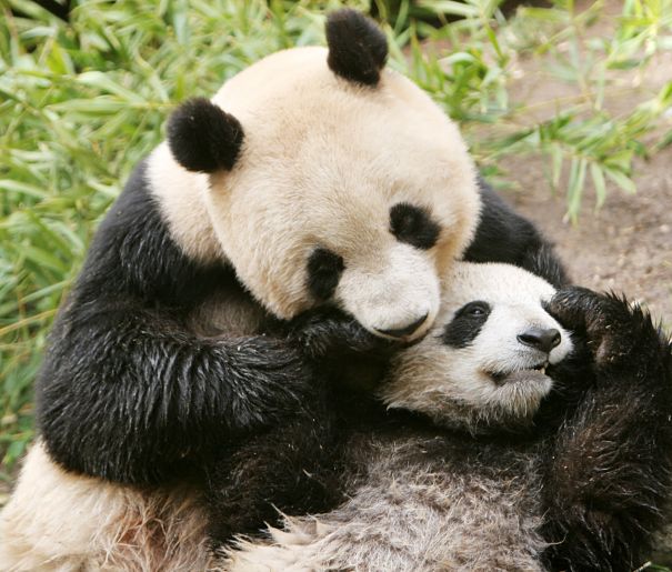 panda mother and baby hugging