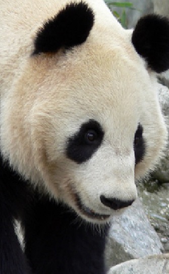 giant panda portrait