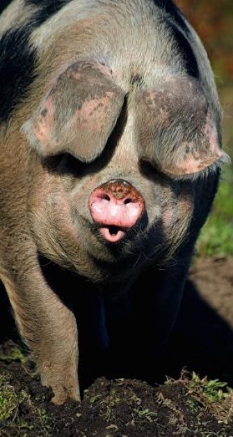 Pig Portrait