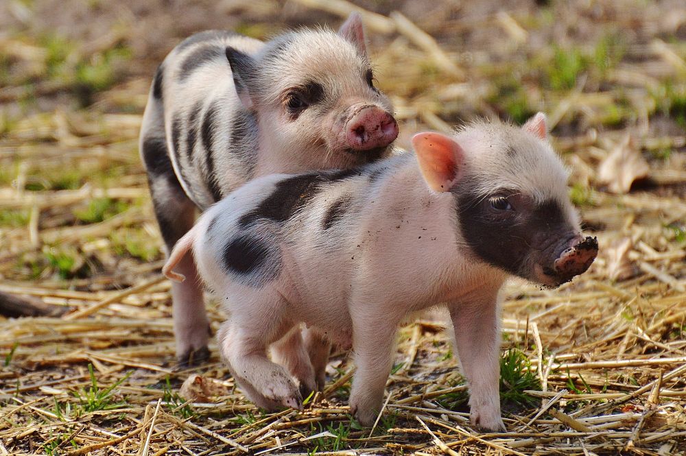 piglet pair