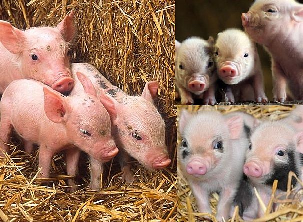 piglets!