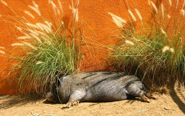 pig siesta