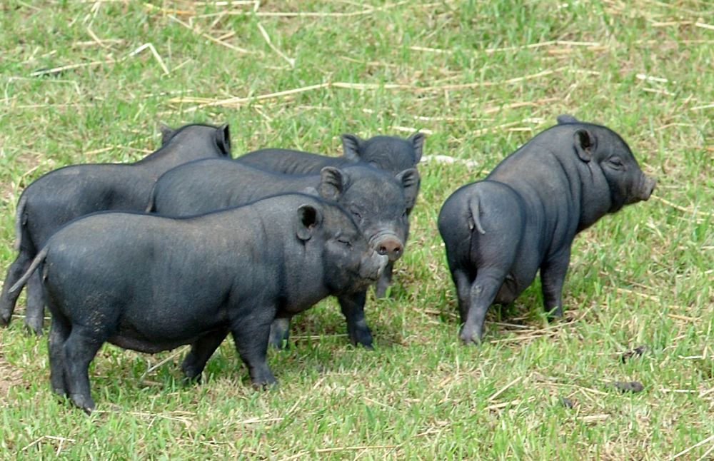 Vietnamese potbelly piglets