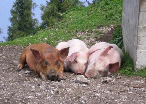 three little pigs