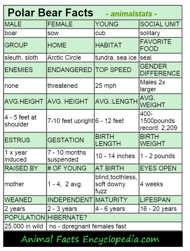 polar bear animal stats