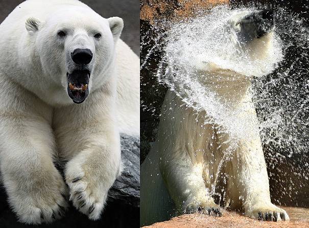 awesome polar bears