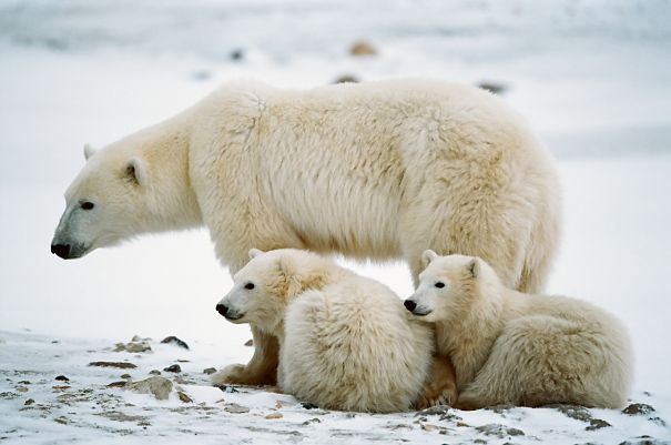 polar bear mother and cubs