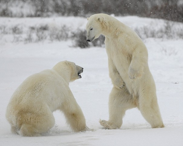 polar bears figthing