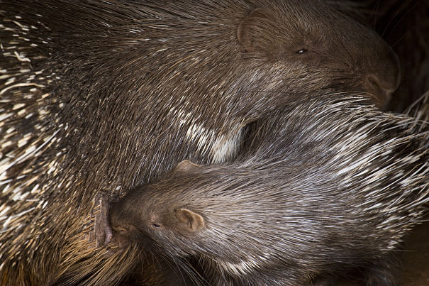 crested porcupine mother and baby