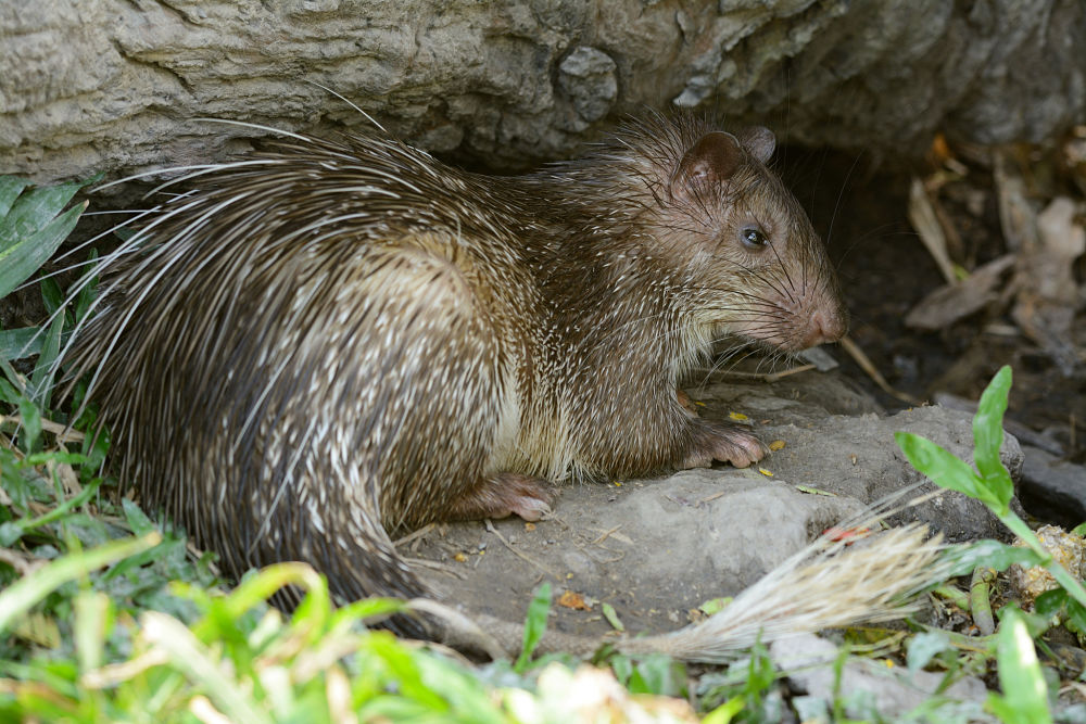 Asiatic brush-tailed porcupine