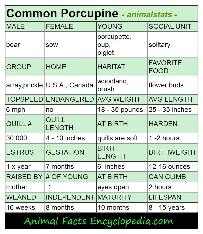 porcupine animal stats