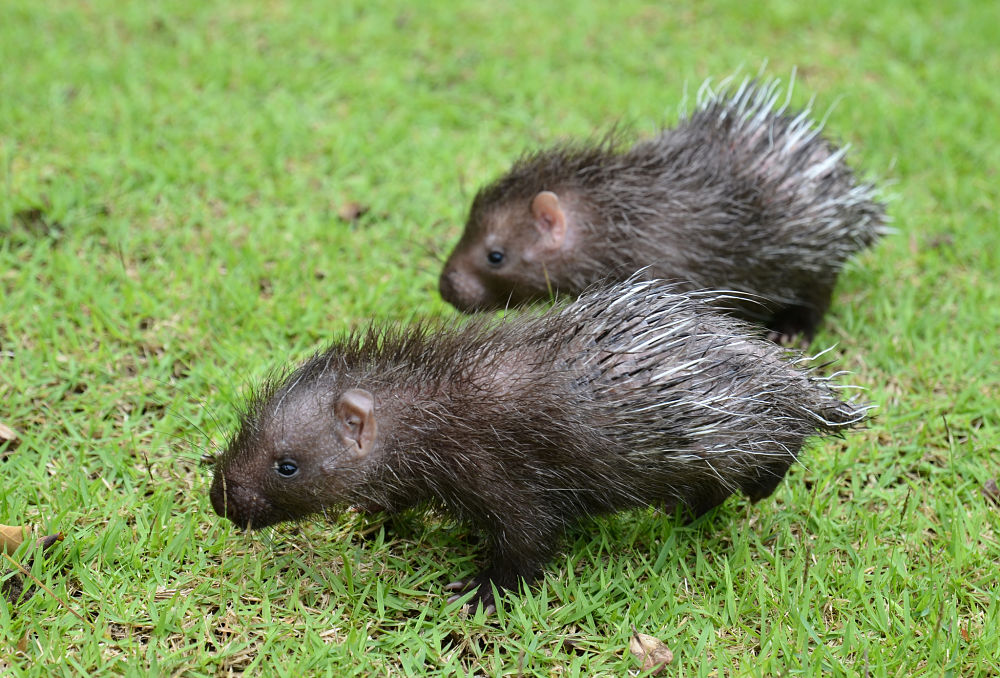 Malayan porcupine babies