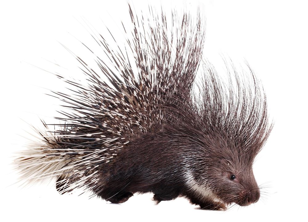 Porcupine Facts - Animal Facts Encyclopedia