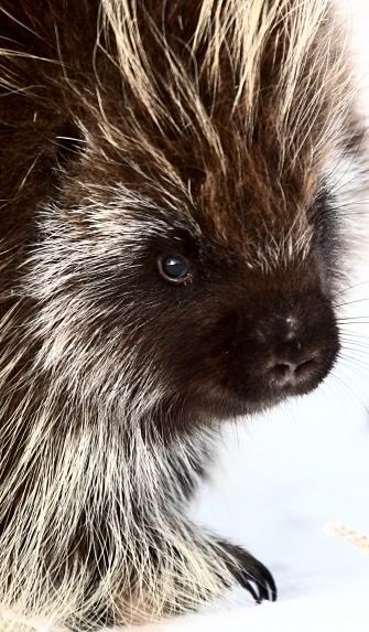 Porcupine Portrait