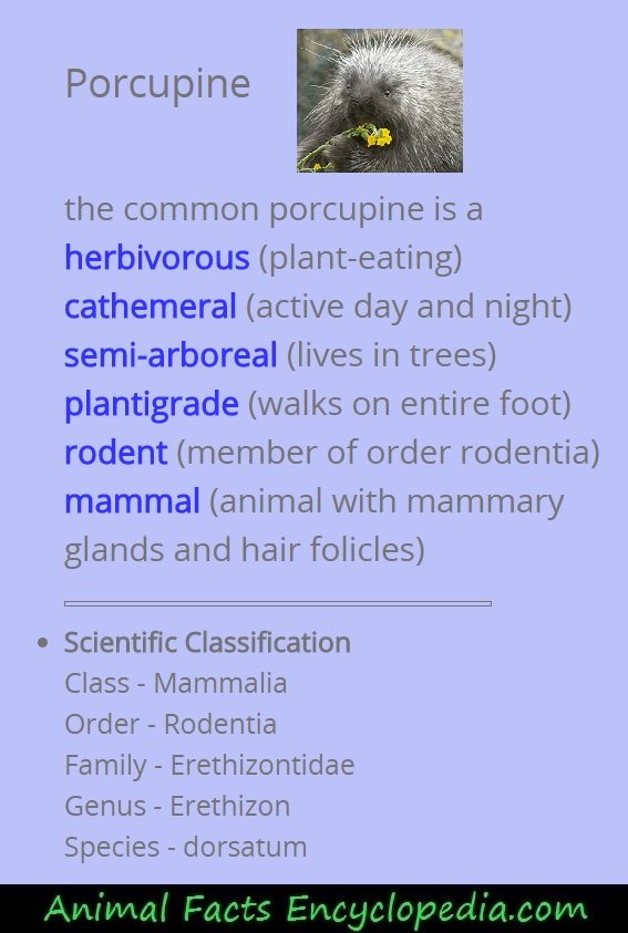 porcupine scientific description