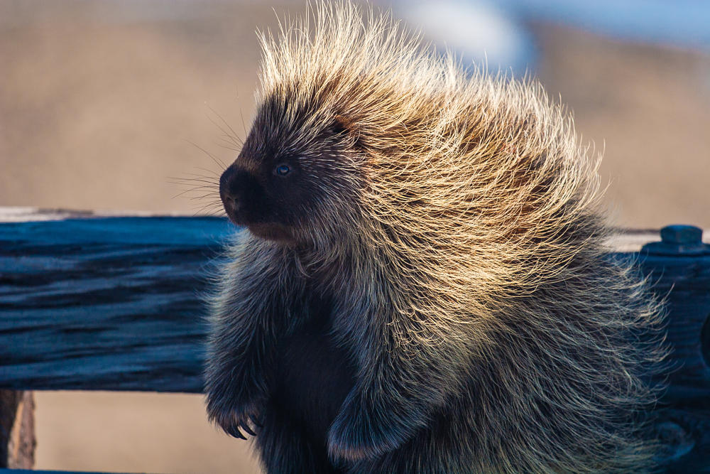 sunlit porcupine