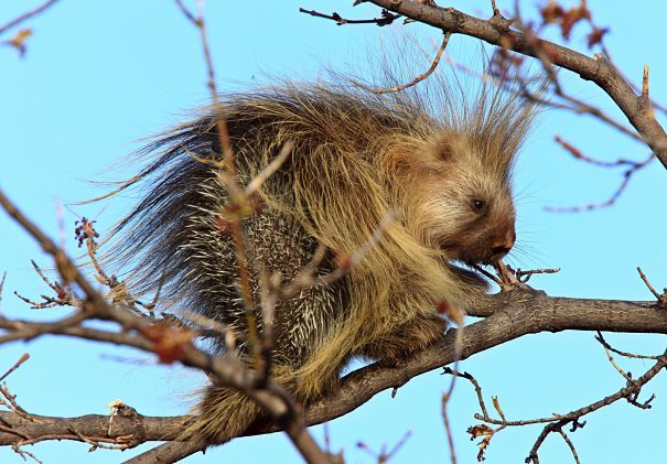 porcupine in tree