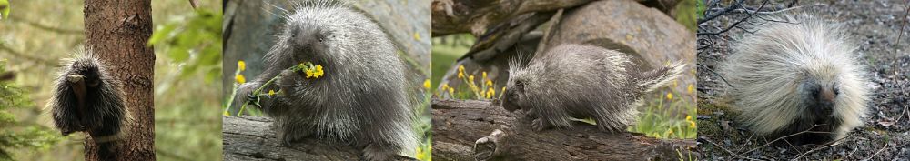 porcupines!