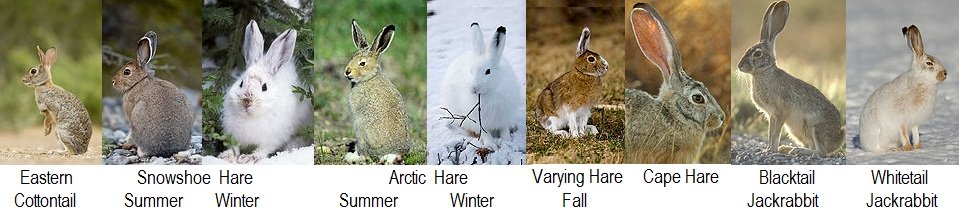 wild rabbit and hare species