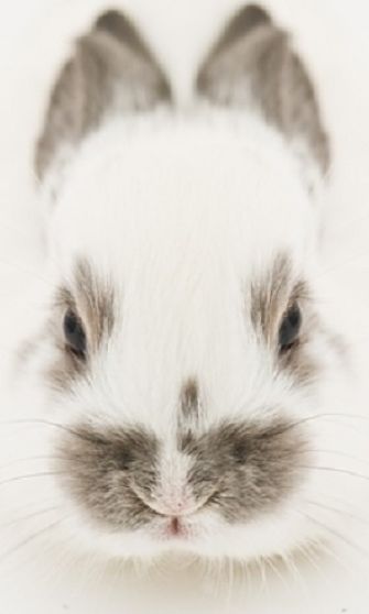 rabbit portrait