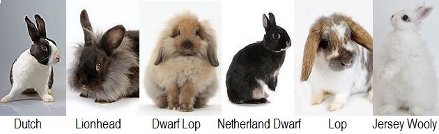 some popular rabbit breeds