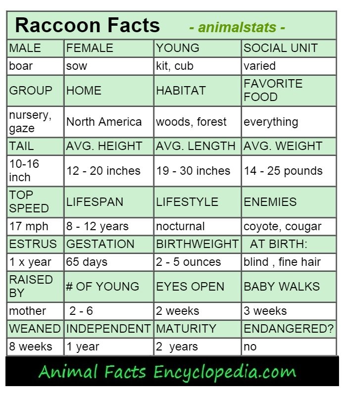 raccoon animal-stats