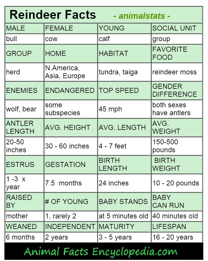 reindeer-animal-stats