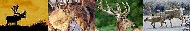 reindeer life