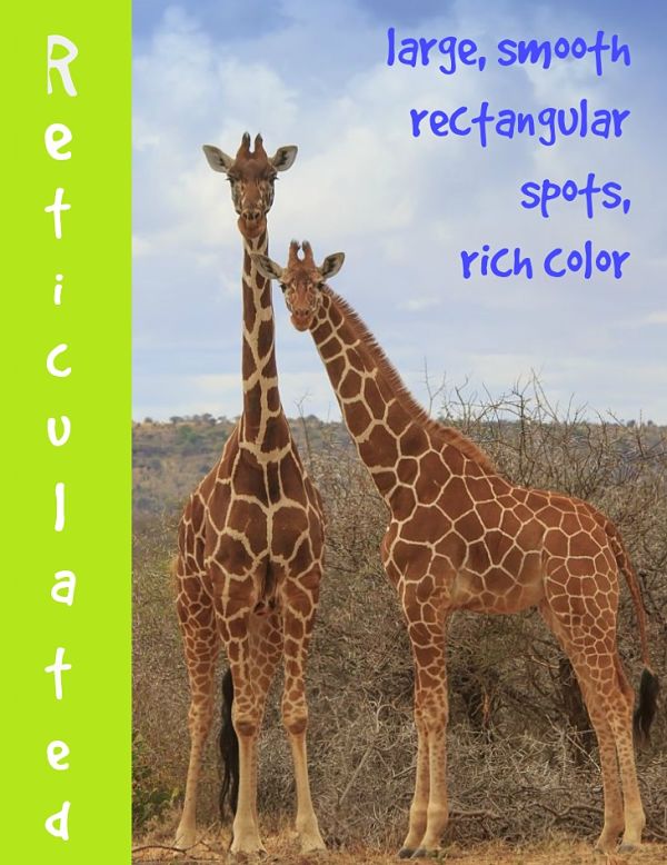 reticulated giraffe description