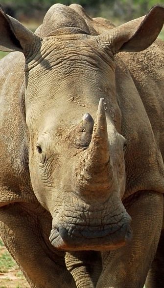 portrait of a White Rhino