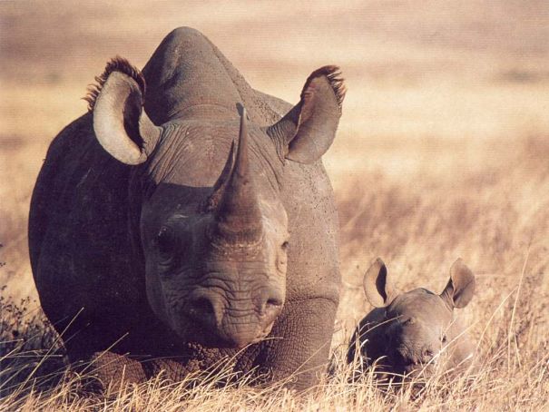 bleck rhino mother and baby