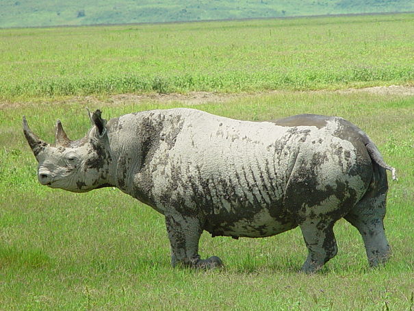 black rhinoceros covered with mud