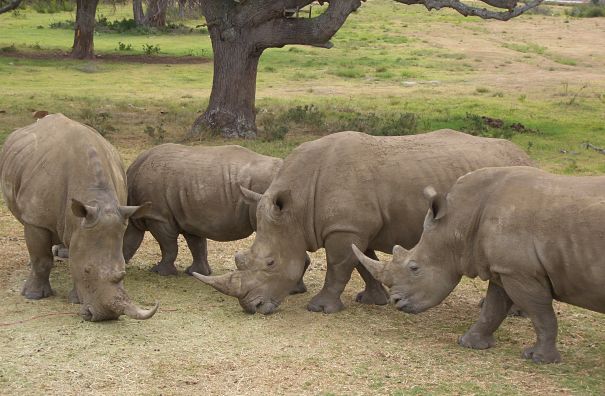 white rhino group