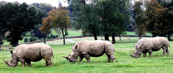 Rhino Trio