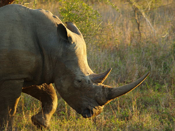 Rhino Facts - Animal Facts Encyclopedia Rhino Facts - Animal Facts Encyclopedia