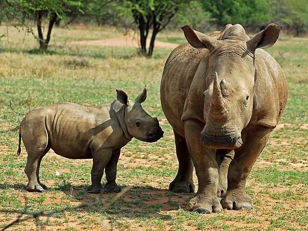 white rhino mother and baby