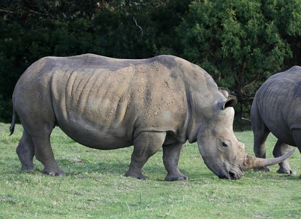 southern white rhino