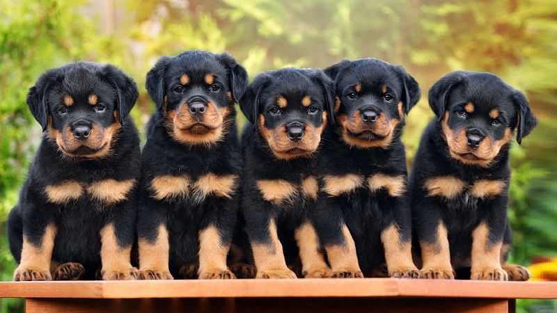 Rottweiler puppies