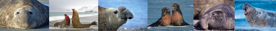 elephant seal bulls